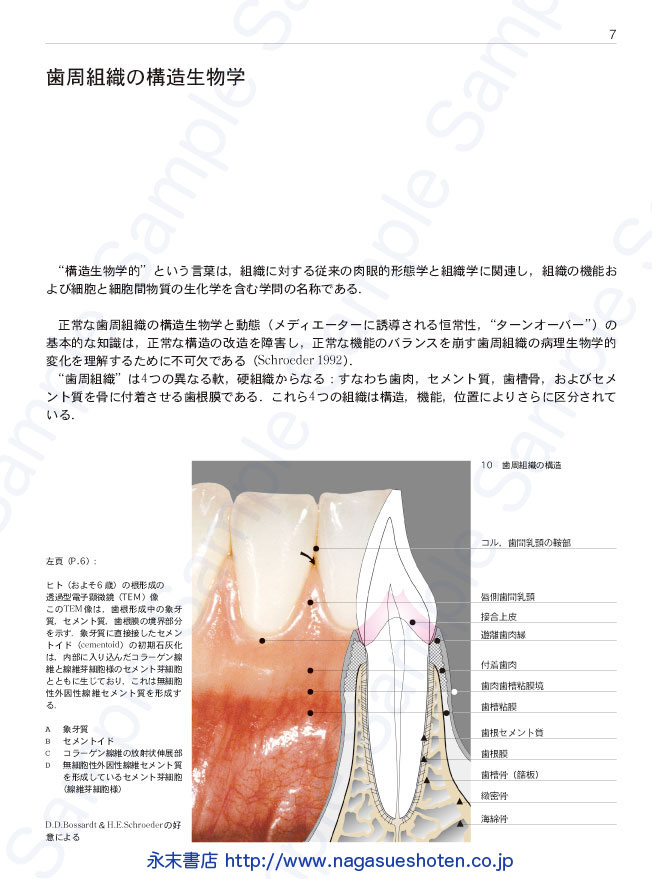 ラタイチャーク 歯周病学カラーアトラス 歯周病学カラーアトラス | ラタイチャーク, 吉江 弘正, 柳村